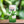 Omura Soursop Guanabana Juice 11 Fl. Oz | PULP Omura