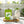 Omura Moringa Oleifera Tea – 25 Premium Tea Bags | Energizing Breakfast Tea | Delicious Hot or Iced Moringa Leaf Infusion Omura Products