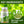 Moringa Capsules – Immune Support, Digestion & Brain Health 60ct Omura Products