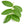 guava leaf hair rinse natural remedy