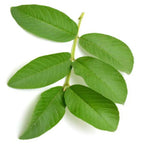 guava leaf hair rinse natural remedy