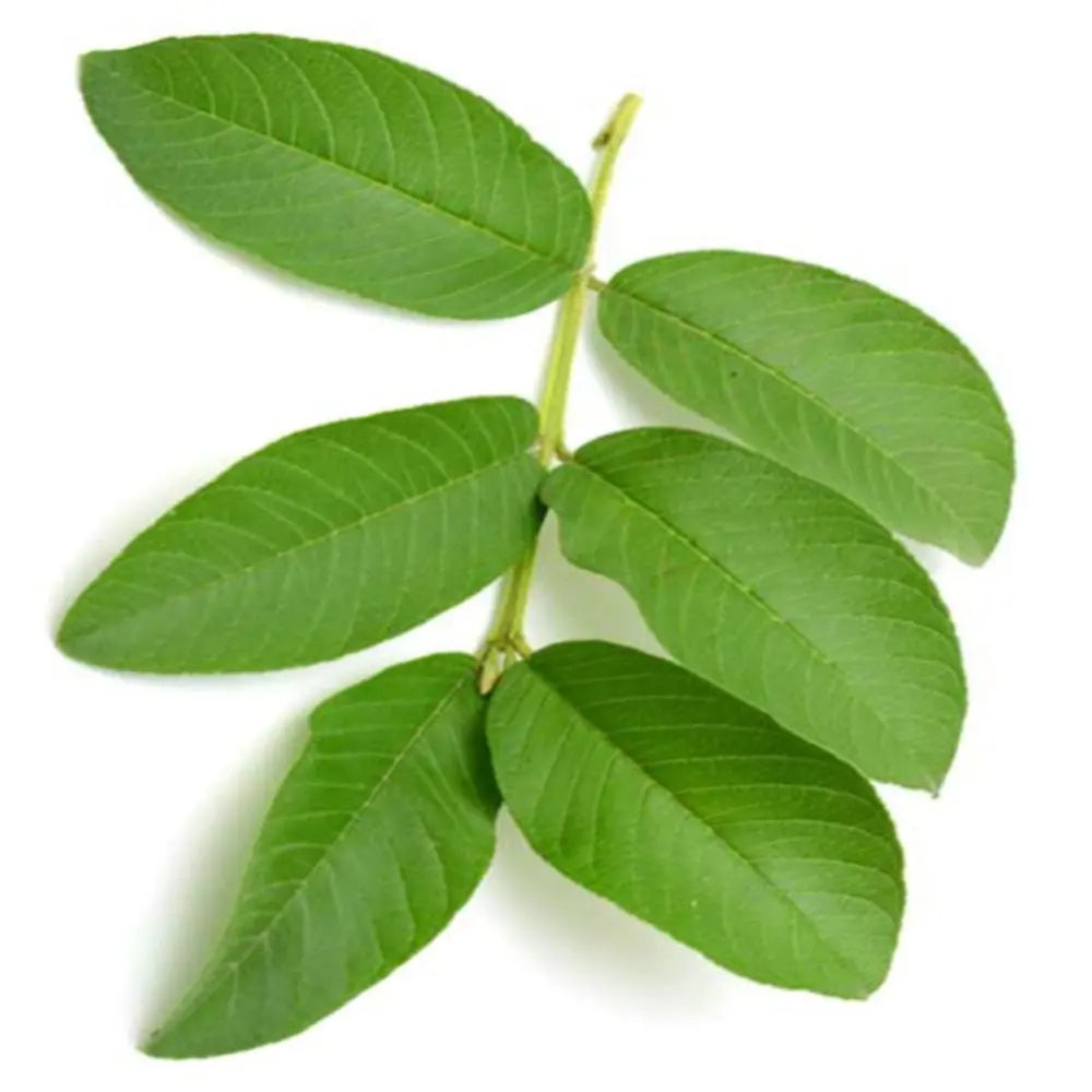 guava leaf hair rinse natural remedy