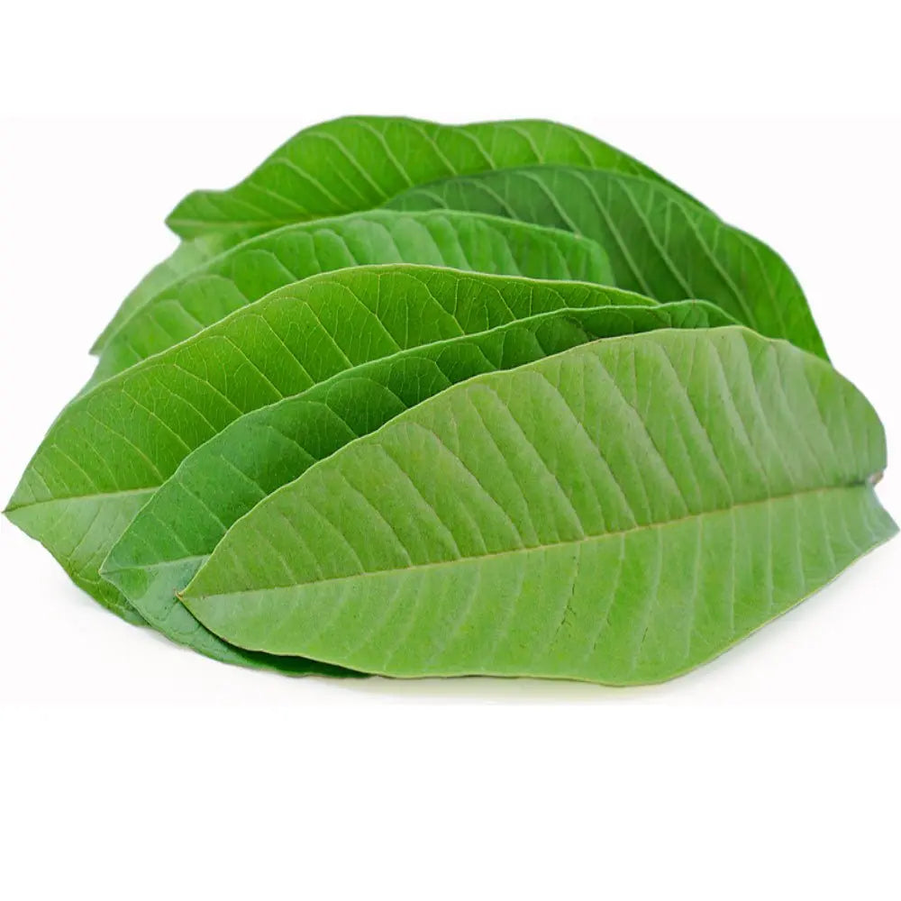 guava leaves skincare herbal toner